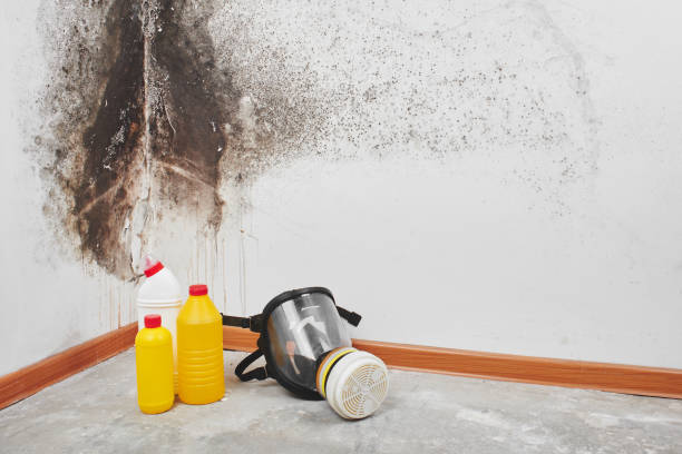 Best Commercial Mold Removal  in Tonganoxie, KS
