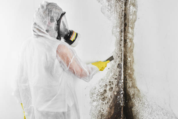 Mold Removal Process in Tonganoxie, KS