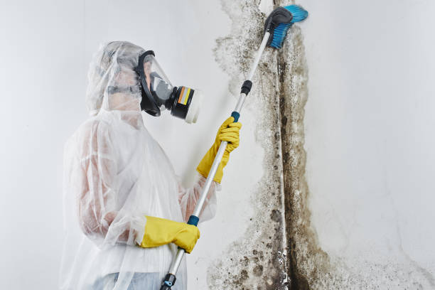 Best Office Mold Removal Services  in Tonganoxie, KS