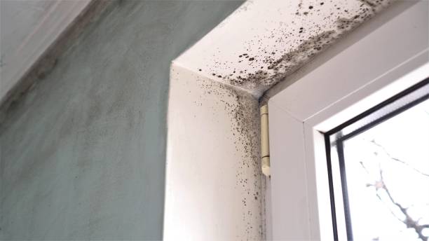 Best Certified Mold Removal  in Tonganoxie, KS