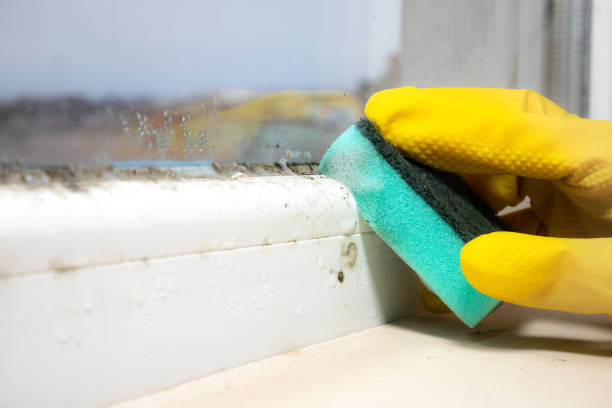 Best Same-Day Mold Removal  in Tonganoxie, KS