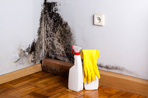 Best Emergency Mold Removal  in Tonganoxie, KS