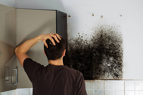 Best Mold Testing and Removal  in Tonganoxie, KS