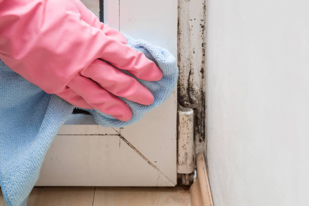 Best Mold Remediation  in Tonganoxie, KS