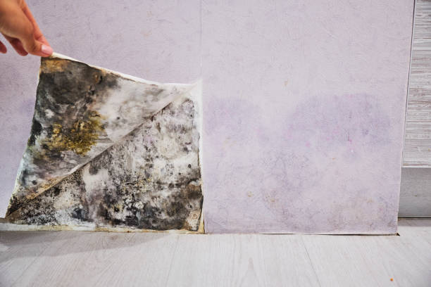 Best Mold Damage Repair  in Tonganoxie, KS